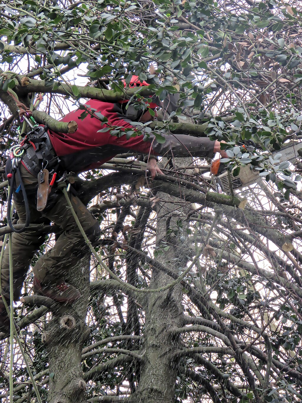 Expert crown reduction maintaining tree health in Crowborough, East Sussex