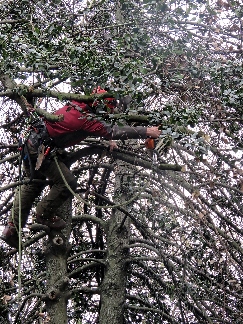 Professional crown thinning improving light penetration in Tunbridge Wells, Kent