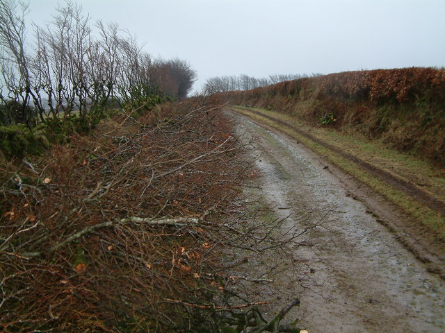 Commercial hedge cutting and shaping services in Hailsham, East Sussex