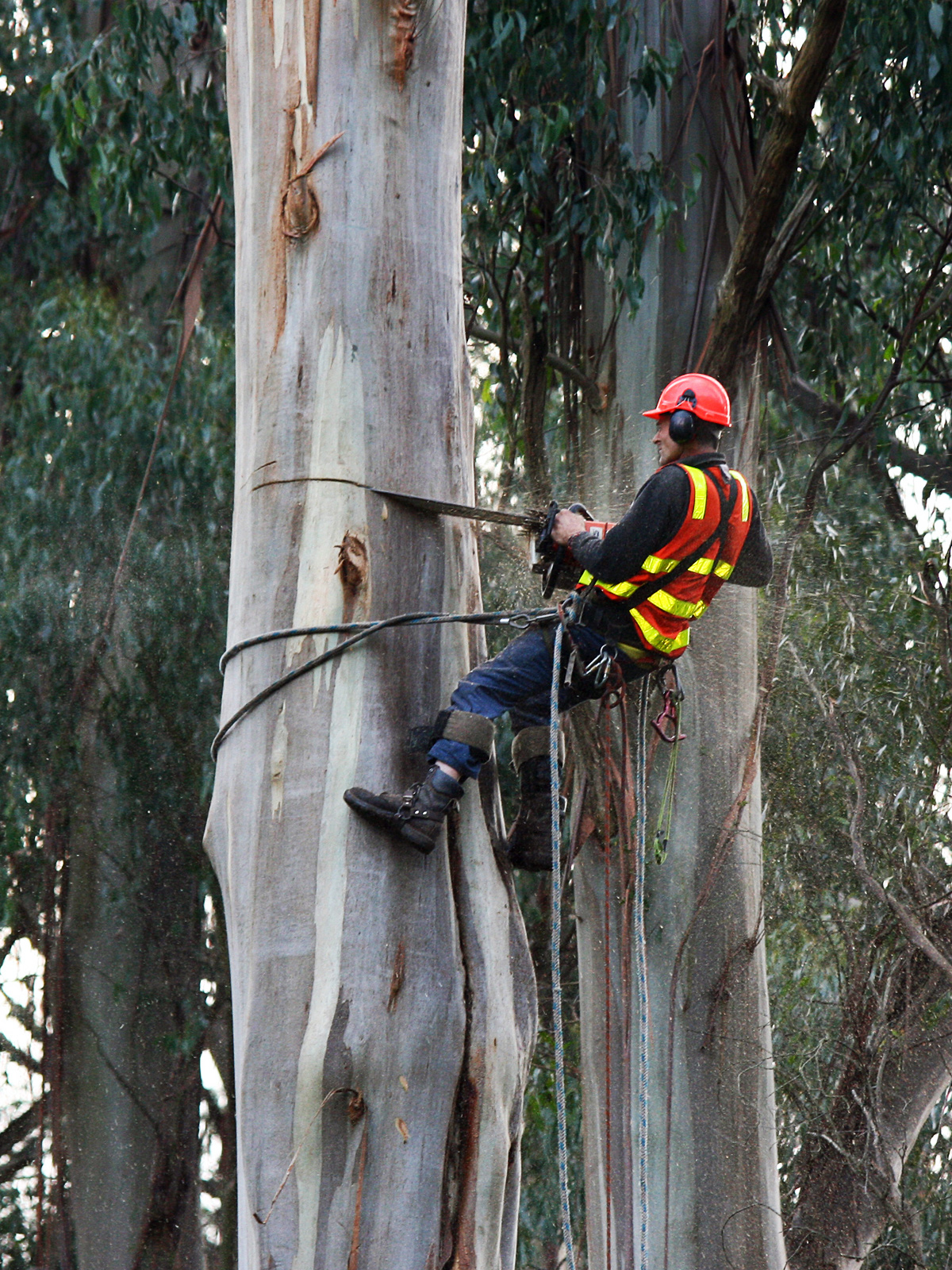 Professional tree removal in Heathfield, East Sussex - large dangerous tree safely removed near residential property