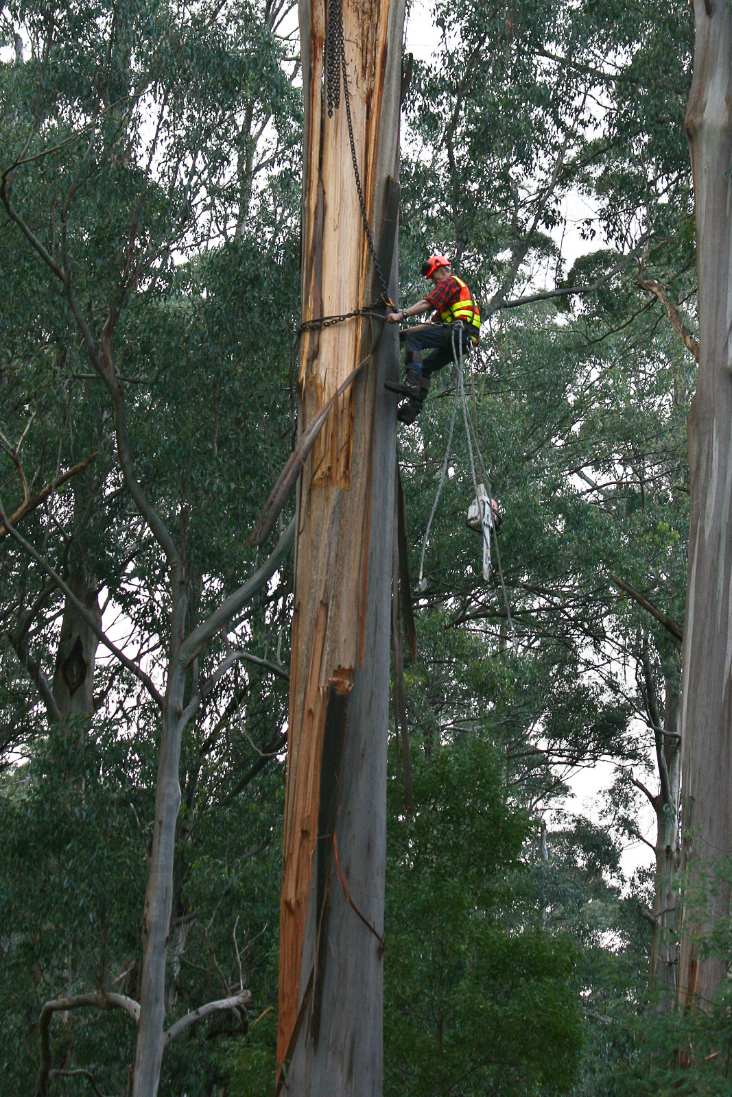 Complex urban tree removal in confined space near buildings in Hastings, East Sussex